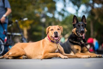 well-trained-dogs-obeying-their-trainer-that-reque-2021-08-26-15-42-13-utc-min